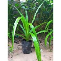 ราคา ต้นจันผาราคาถูกเสริมบารมี (10652620270)