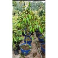 ราคา ต้นทุเรียนหมอนทอง#ทุเรียน (14045406621)