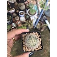 ราคา แมมมิลาเรียขนนกขาว ขนนกไทย แมมขนนกขาวแคคตัส ดอกสีชมพู (10128234481)