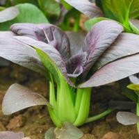 ราคา เมล็ด ผัก กวางตุ้ง ใบม่วง 500 เมล็ด ผักกวางตุ้งฮ่องเต้ใบม่วง purple pak choi seeds- F1 เมล็ดพันธุ์ (58002420823)