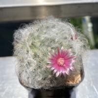 ราคา แมมขนแกะ ดอกสีชมพู แมม แมมมิลลาเรีย กระบองเพชร แคคตัส Cactus (11832968983)