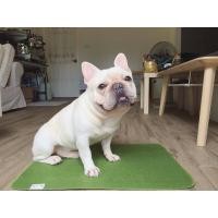 ราคา Pee pad แผ่นรองซับฉี่สุนัข ซักได้ 3ขนาด dog owner (6337376686)
