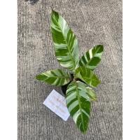 ราคา ต้นกล้วยด่างฟลอริด้า Musa florida Banana variegatedไม้หน่อ ต้นที่ส่ง คือ ต้นในรูป (13148282456)