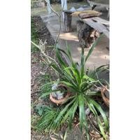 ราคา จันผา ขนาด M พร้อมกระถาง (10663473817)