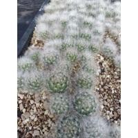 ราคา แมมขนแมวลูกผสม (แมม+แกะ)​ ลุ้นสีดอก​ (10255728491)