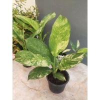 ราคา ต้นเศรษฐีวิลสันด่างขาว Dieffenbachia sp.Variegated เลือกต้นได้ ราคาตามตัวเลือก (9176547472)