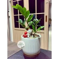 ราคา กวักมรกตดำ หรือ กวักมรกตเขียว + กระถาง 4.5นิ้ว เเละอื่นๆ+จานรองไม้+ตุ๊กตาตกเเต่ง +เม็ดดินเผา ไม้ฟอกอากาศ minitree89 (11570448018)