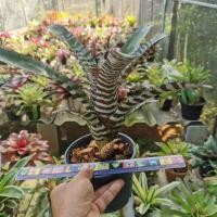 ราคา สับปะรดสี Achmea​ Chantini​ Hybrid​ Bromeliad​ ไม้ประดับ (10885198471)