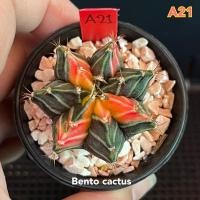 ราคา Zircon เพทาย ยิมโนด่าง แคคตัส กระบองเพชร cactus ต้นแม่จากสวนเพชรแต้มสี (12866591926)