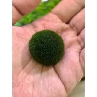 ราคา มาริโมะญี่ปุ่นแท้ (Marimo Moss Ball) ขนฟูนุ่มนิ่ม นำเข้าแท้จากญี่ปุ่น (28488538719)