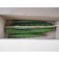 ราคา ต้นพันธุ์แก้วมังกรสีขาว (8964166098)