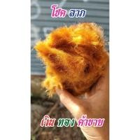 ราคา ว่านลูกไก่ทอง ว่านมงคล ว่านแห่งโชคลาภ มีนับถือว่าเพื่อเป็นสิริมงคล ซื้อตัวเล็ก 4 ตัวแถม 1 ตัว (16118900666)