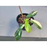 ราคา ต้น ก้ามกุ้งด่าง ด่างสวยมาก (23642936802)