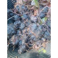 ราคา เหง้าบัวเเดงบัวกินสาย (47806904058)