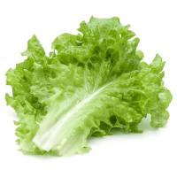 ราคา 600 เมล็ด ผักสลัด เมล็ดผัก เมล็ดผักสลัด ผลผลิตสูง ผลผลิตสูงผักสลัด Lettuce Seedsผลผลิตสูง (47951543459)