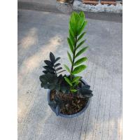 ราคา กวักมรกตดำ กวักนิล Zamioculcas Zamifolia Blackไม้มงคล (3561901681)