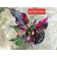 ราคา ต้นบอนสี หอกม่วงเหลือง เป็นลูกไม้ใบหอกสีม่วงบางช่วงจะออกสีชมพูเข้มจนถึงแดง มีด่างเหลืองขาวด้วย (41510443327)