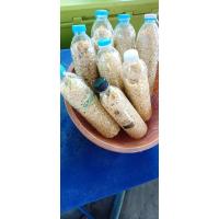 ราคา หน่อไม้ดอง บรรจุขวด600ml. (25661313555)