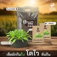 ราคา ชุดปลูกผักกาดเขียวน้อย เซตผักกินใบ3 พร้อมเมล็ดพันธุ์ออร์แกนิค เมล็ดพันธุ์หายาก ปุ๋ยมูลวัวอัดเม็ด กระถางปลูกผัก (55556758985)