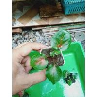 ราคา บอนสี พระนาราย ใบพื้นเขียวกัดแดง สวยบอนเก่า ไทยแท้ (16220604472)