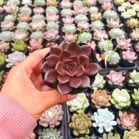 ราคา สาวบัวหินช็อคโกแลต** (50856800829)