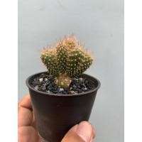 ราคา Cylindropuntia fulgida แคคตัส นวมนักมวย หนามดูด (45851265479)