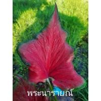 ราคา บอนสีนามว่า พระนารายณ์""บอนเก่าหายาก""บอนสีรสชินีแห่งไม้ใบ (4480594981)