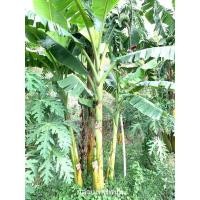 ราคา กล้วยเทพพนม :::::: (หน่อขุดสด) (12131126331)