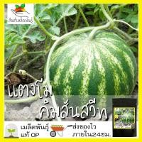 ราคา เมล็ดพันธุ์ แตงโมคิมสันสวีท 30 เมล็ด Crimson Sweet Watermelon Seed เมล็ดพันธุ์แท้100% นำเข้าจากต่างประเทศ ปลูกผัก สวน (6946273803)