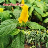 ราคา ต้น​เหลือง​คีรีบูน ขนาดตามรูป​ (8834058004)