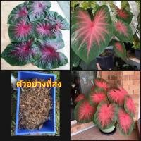 ราคา (5หัว)(vาย หัวพันธุ์) บอนสี บอน บอล บอลสี ช้างเผือกใบบัว ช้างเผือก ใบบัว happy (9799050530)