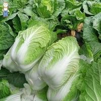 ราคา เมล็ดผักกาดขาว CHINESE CABBAGE ตราภูเขาทอง 200เมล็ด ดยประมาณ เมล็ดพันธุ์ผักกาดขาว เมล็ดพันธุ์ผัก เมล็ดผักสวนครัว (45751311163)