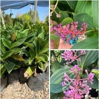 ราคา ต้นไข่มุกอันดามันหรือต้นราชินีไข่มุก (45206151353)