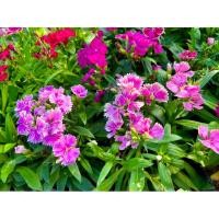 ราคา ต้นดอกผีเสื้อ Dianthus ไม้ดอก ไม้ประดับ ดอกไม้ทานได้ edible flower (25711189445)