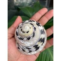 ราคา เปลือกหอยมุกไฟดำแกะลาย ขนาด 7-8cm เปลือกหอยแท้ (3694687332)