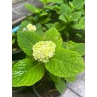 ราคา ต้นไฮเดรนเยีย กระถาง 5“ (29182126633)