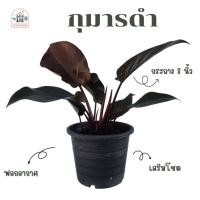 ราคา ต้นไม้มงคล กุมารดำ ⚫️ เรียกทรัพย์กระถาง 8 นิ้ว (16176038592)