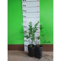 ราคา ต้นมะม่วงหาวมะนาวโห่ เพาะเมล็ด (5679142492)