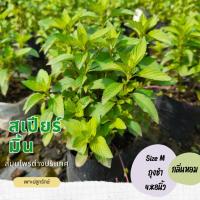 ราคา ต้นสเปียร์มินต์ Spearmint (H28) #เพาะปลูกรักษ์สมุนไพรฝรั่ง #กลิ่นหอมเมนทอล (18066430285)