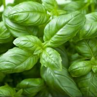 ราคา ตั้งค่าโครงการ อิตาเลี่ยน เบซิลใบใหญ่ Italian Large Leaf Basil Seed บรรจุ 300 เมล็ด คุณภาพดี ราคาถูก ตั้งค่าโครงการ (46401663260)