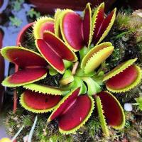 ราคา 30 Seeds Dionanea หรือ Venus Flytrap ต้นไม้กินแมลง กาบหอยแครง พันธุ์พืชหายาก พืชกินแมลง เมล็ดพันธุ์ กาบหอยแครง (12153888281)