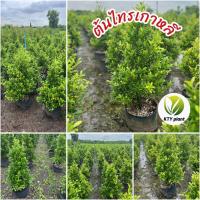 ราคา ต้นไทรเกาหลีสูง 80-100cm ต้นได้ฟอร์มพร้อมปลูก (42218661332)