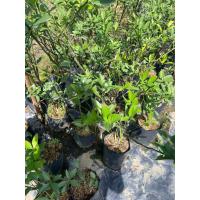 ราคา ต้นส้มโชกุนแบบตอนกิ่ง (50555369540)