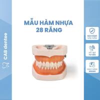 ราคา 28-TETH DENTAL HAM MODEL - คุณภาพสูง ฝึกบดเยื่อกระดาษ (28180995232)