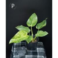 ราคา ฟิโลเดนดรอนหูช้างด่าง(Philodendrongiganteumvariegated) (10020386322)