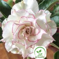 ราคา ต้นชวนชม ชวนชมดอกซ้อน ชวนชมดอกกุหลาบ ไม้มงคล ขนาดกระถาง 6 นิ้ว #VIVA (20286187886)