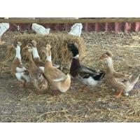 ราคา ไข่เชื้อเป็ดหัวจุกหัวใหญ่ๆหัวจุกแท้ๆไม่จกตา ไข่เชื้อสำหรับฟักพันธุ์เป็ดไข่มัลลาคไข่เป็ดสายพันธุ์แท้ (40328891799)