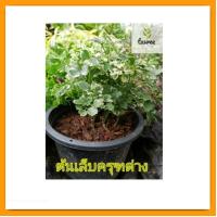 ราคา ต้นเล็บครุฑแคระ ด่าง [ต้นไม้มงคล] (21074868149)