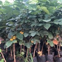 ราคา ต้นพันธุ์ไม้ประดู่ ไม้ป่าเศรษฐกิจ #ประดู่(แพคละ 2ต้น) สูง 60-80 ซม. (7832695379)