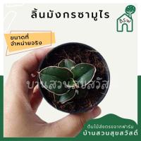ราคา ลิ้นมังกรซามูไร พร้อมกระถาง 2.5-3 นิ้ว (13489821608)